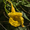 Thumb: Yellow Trumpetbush